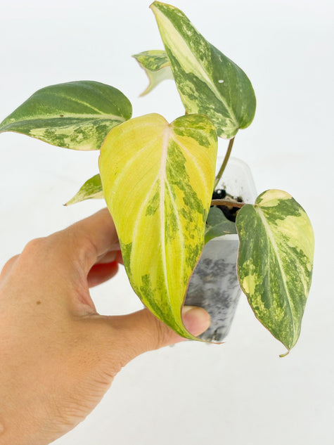 Philodendron Gloriosum Tricolor@BC Warehouse