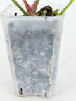 Anthurium Crystallinum Var
@BC Warehouse