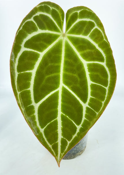 Anthurium Crystallinum -Dark Form *Pick Up& Local Delivery Only*