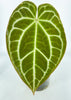 Anthurium Crystallinum -Dark Form *Pick Up& Local Delivery Only*