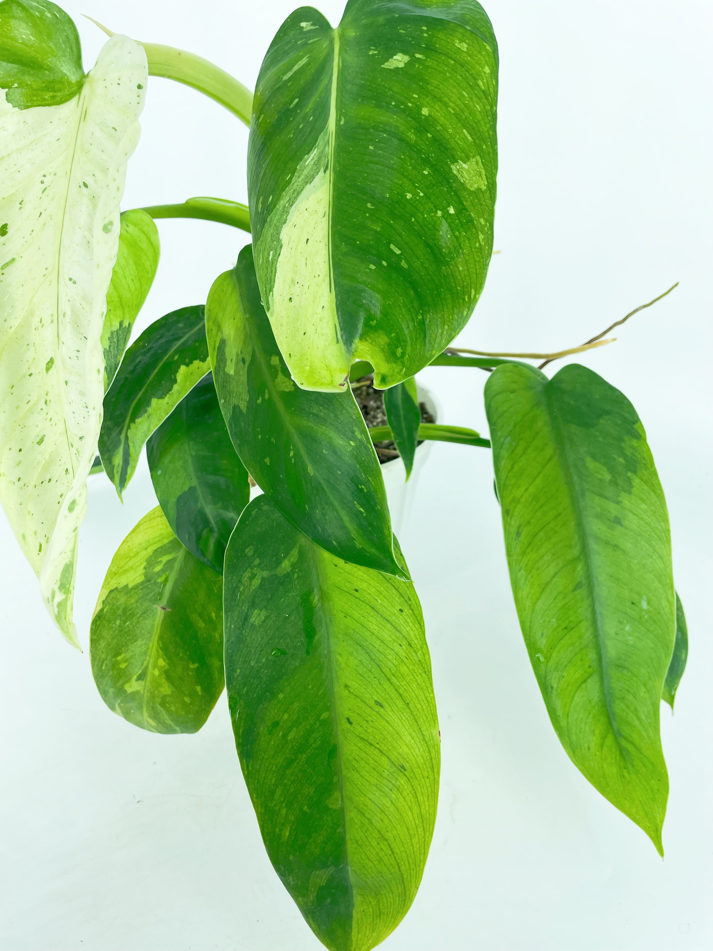 Philodendron Jose Buno XL *Pick up& Local Delivery Only*