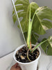 Monstera Albo