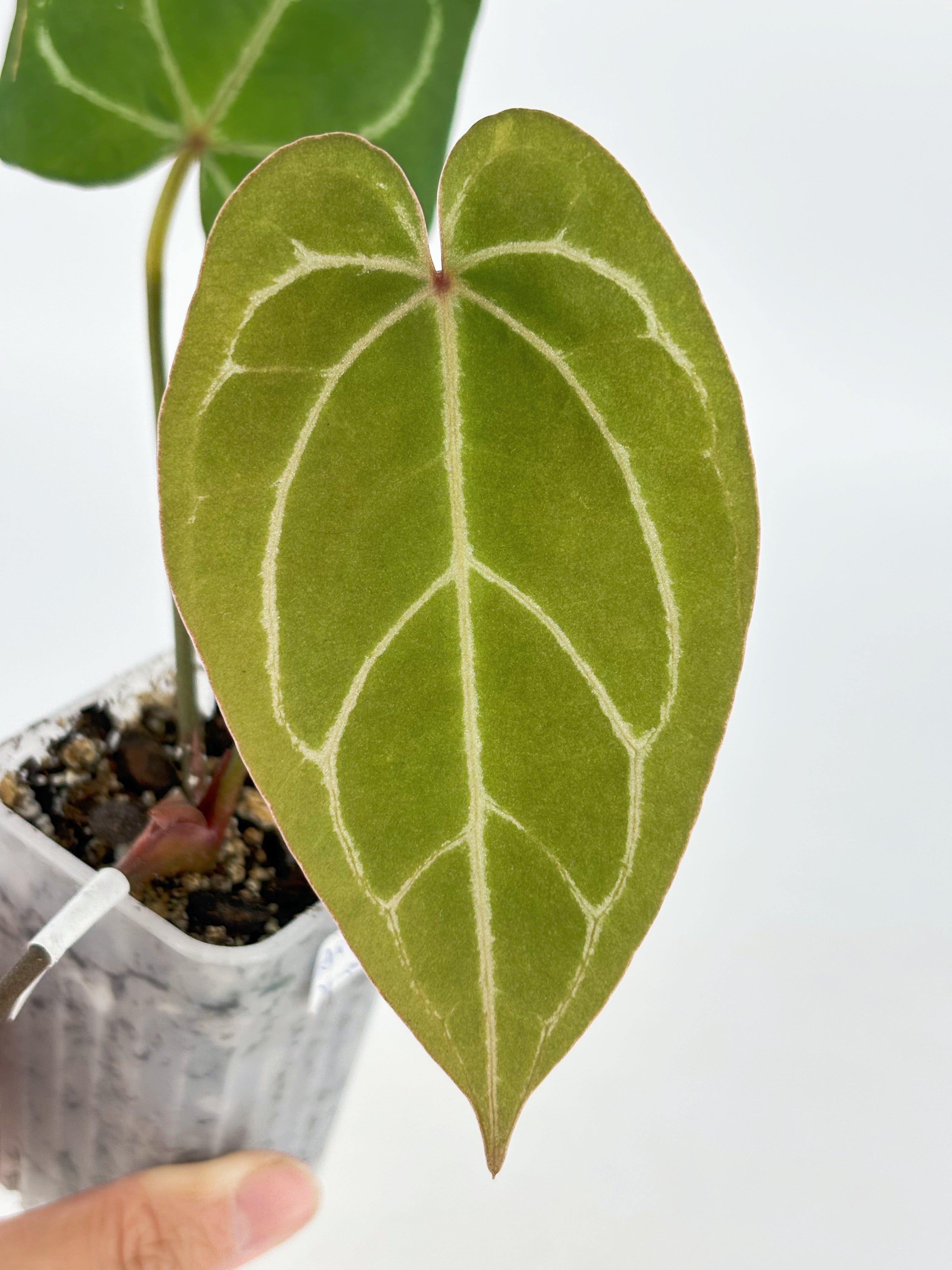 Anthurium (KOS X Red Spider) Self by KartelDaun@BC Warehouse
