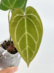 Anthurium (KOS X Red Spider) Self by KartelDaun@BC Warehouse