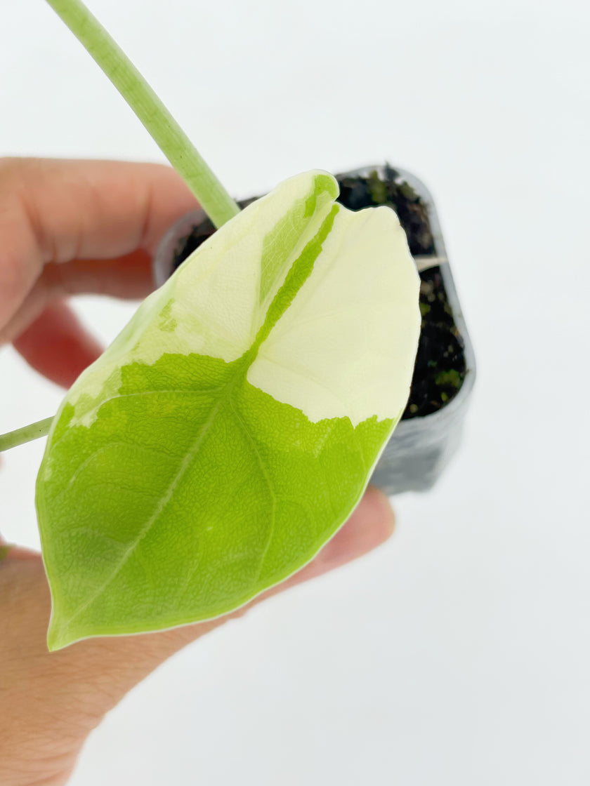 Alocasia Melo Duo@BC Warehouse