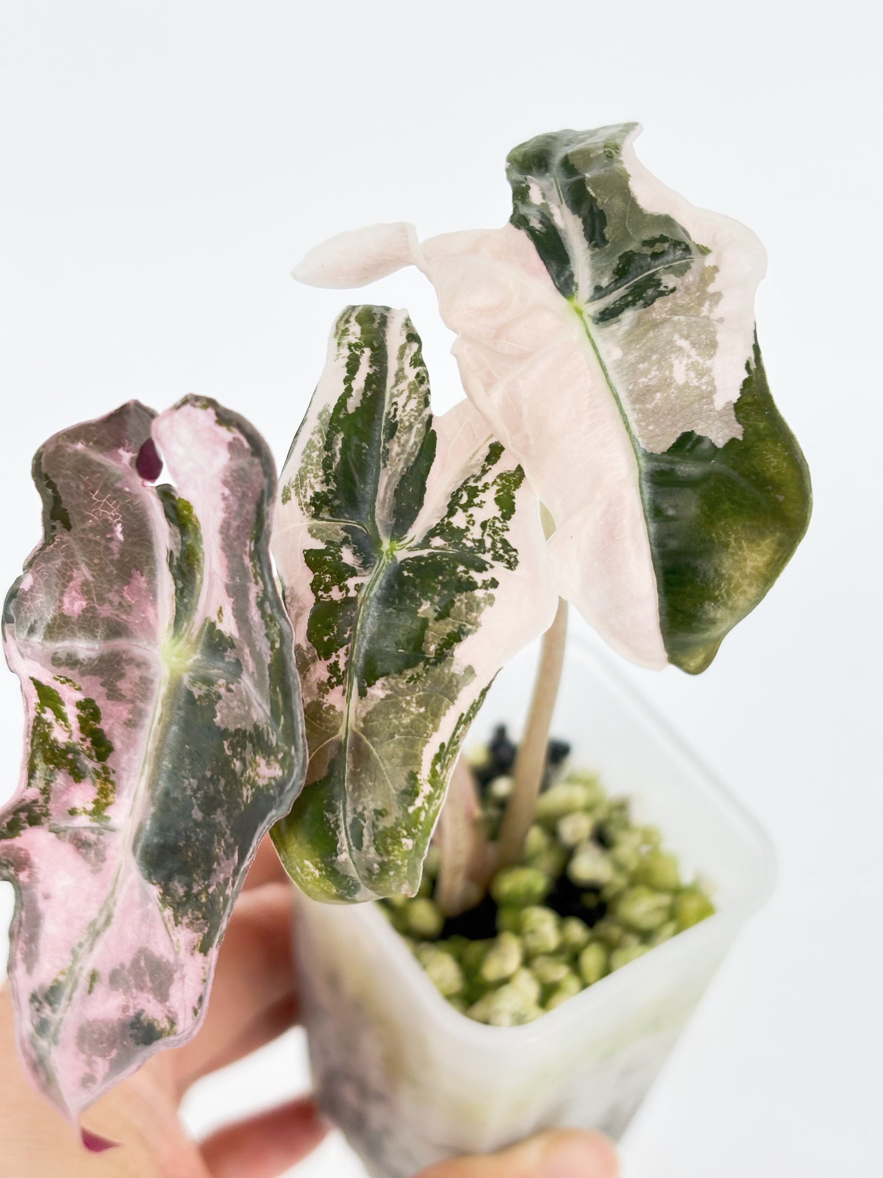 Alocasia Combo (Noblis Pink +Pseudo Sanderiana Pink) @BC Warehouse