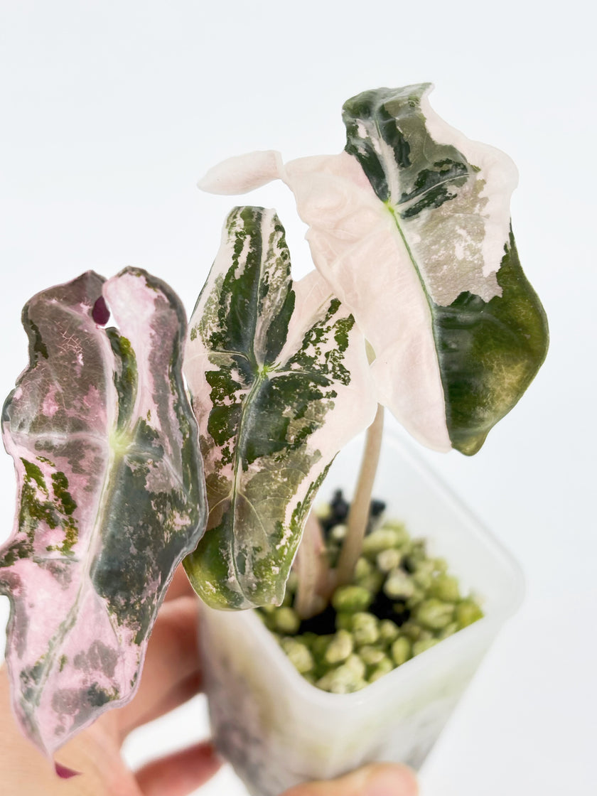 Alocasia Combo (Noblis Pink +Pseudo Sanderiana Pink) @BC Warehouse