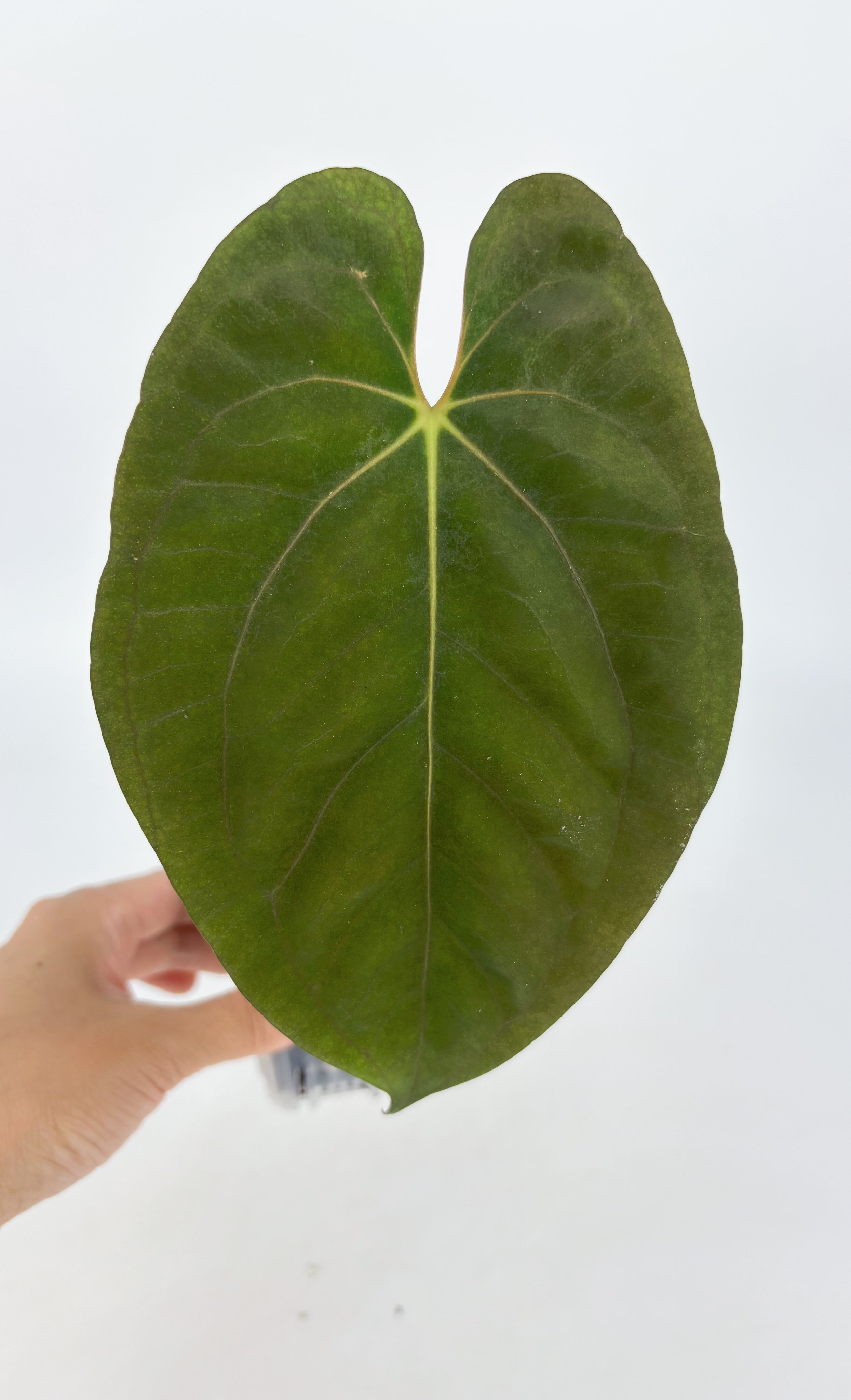 Anthurium Dark Phoenix X Papi RLFS@BC Warehouse