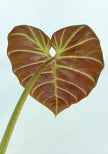 Philodendron Amazon Sunset