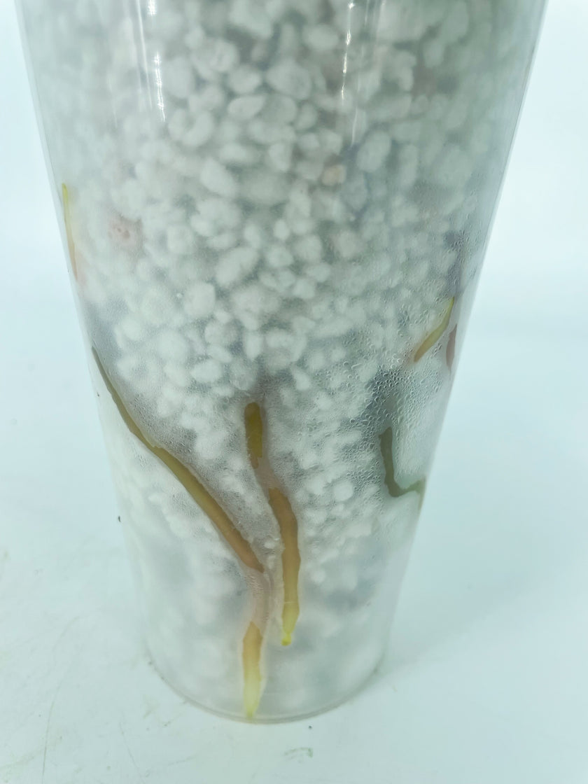 *Grower’s Choice* Anthurium King of Spades KOS