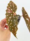 Begonia Maculata Pink @BC Warehouse