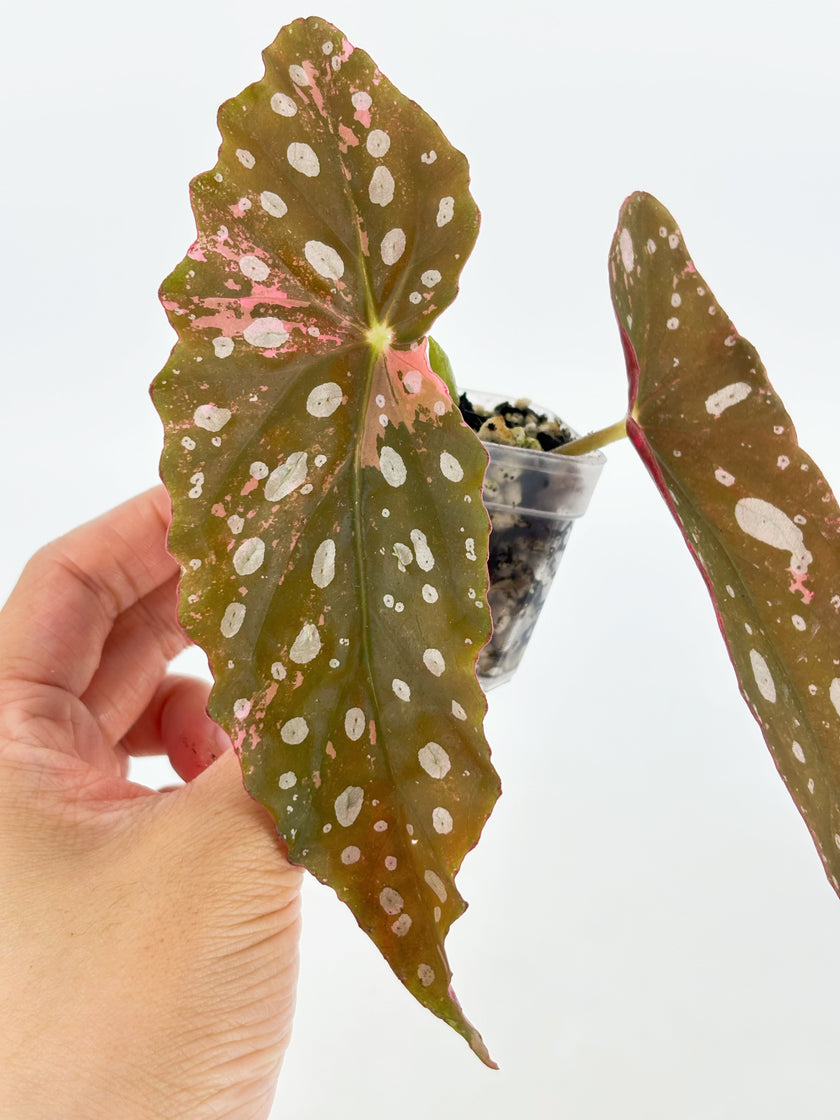 Begonia Maculata Pink @BC Warehouse