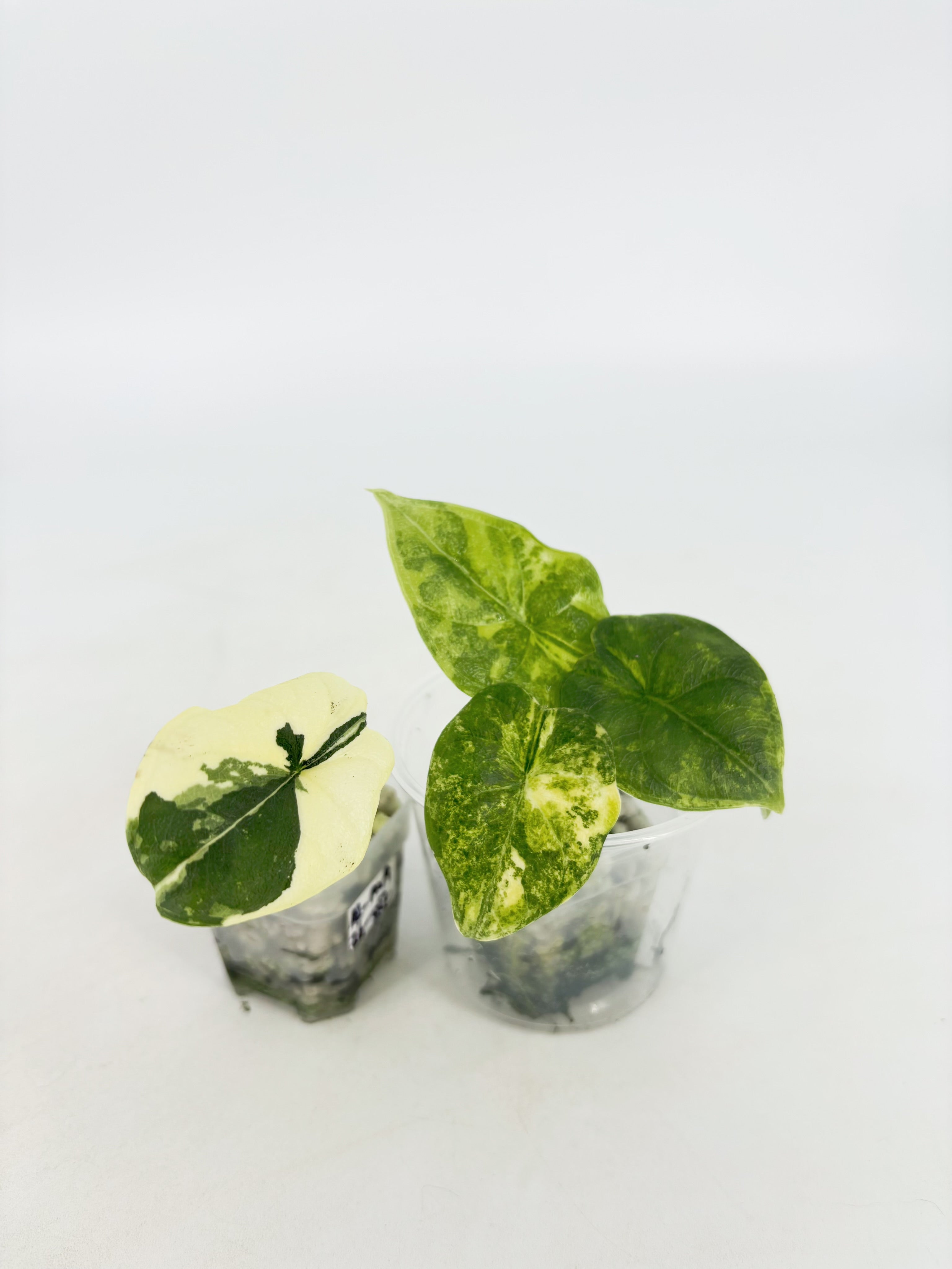 Alocasia Melo Duo @BC Warehouse