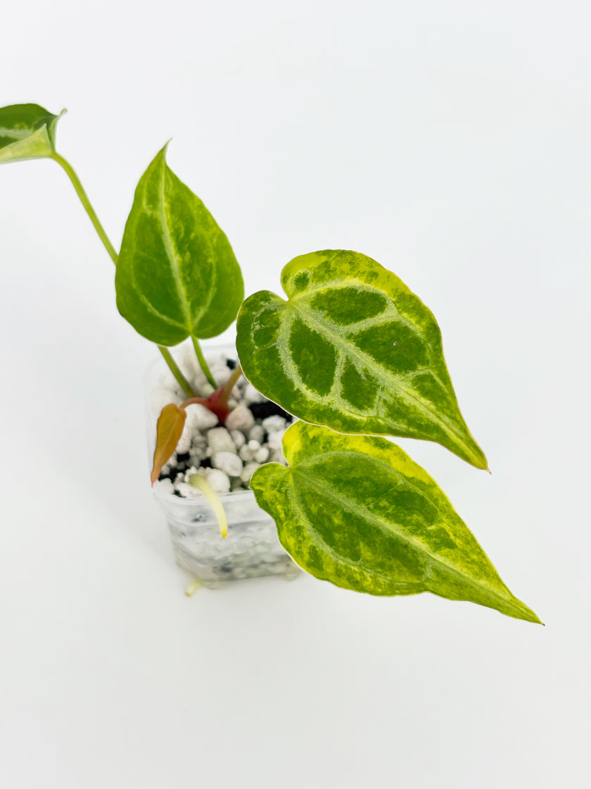 Variegated Anthurium Combo (Crystallinum Var. & Dark Phoenix Mint) @BC Warehouse