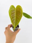 Anthurium Classic Combo@BC Warehouse