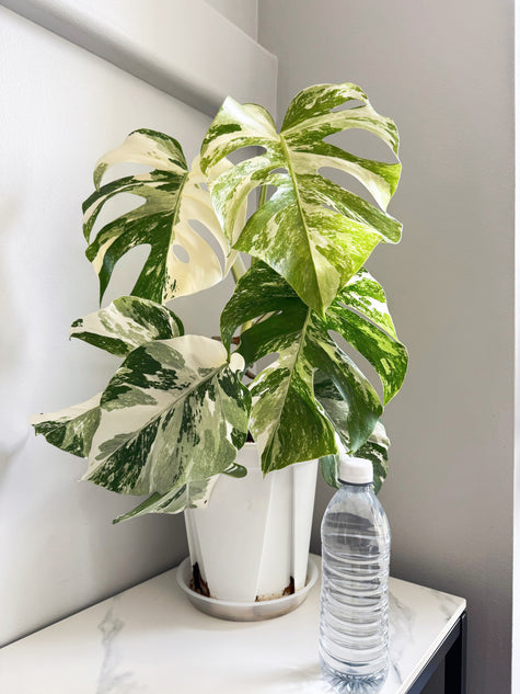 Monstera Albo -Holland *Pick up& GTA Delivery Only* @Markham Warehouse