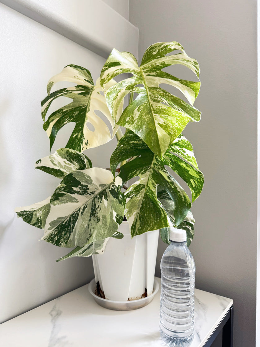 Monstera Albo -Holland *Pick up& GTA Delivery Only* @Markham Warehouse