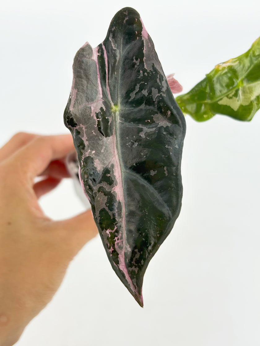 Alocasia Nobilis Pink K form@BC Warehouse