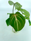 Philodendron Gloriosum