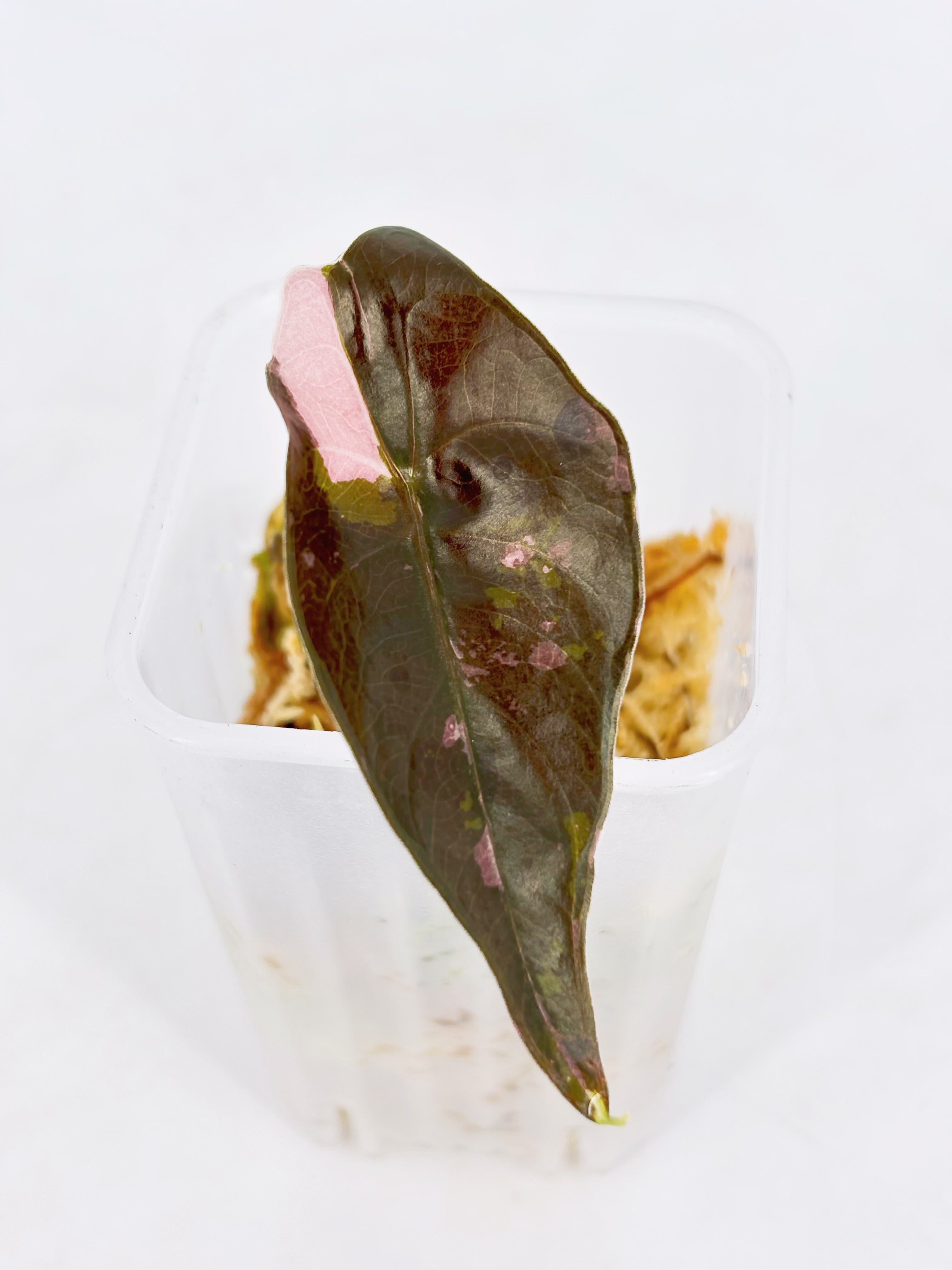 Alocasia Chantrieri Pink Variegated Pup