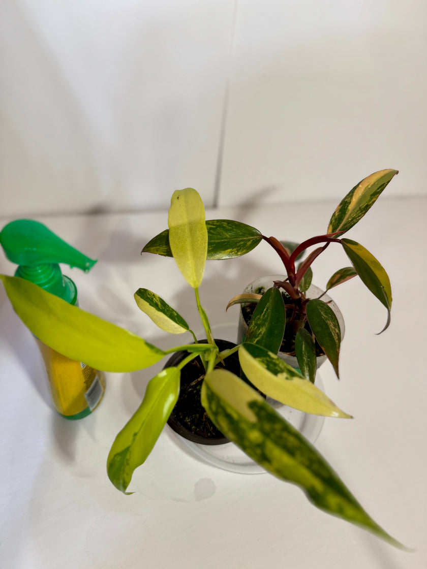 Philodendron Combo (strawberry shake and domesticum var)