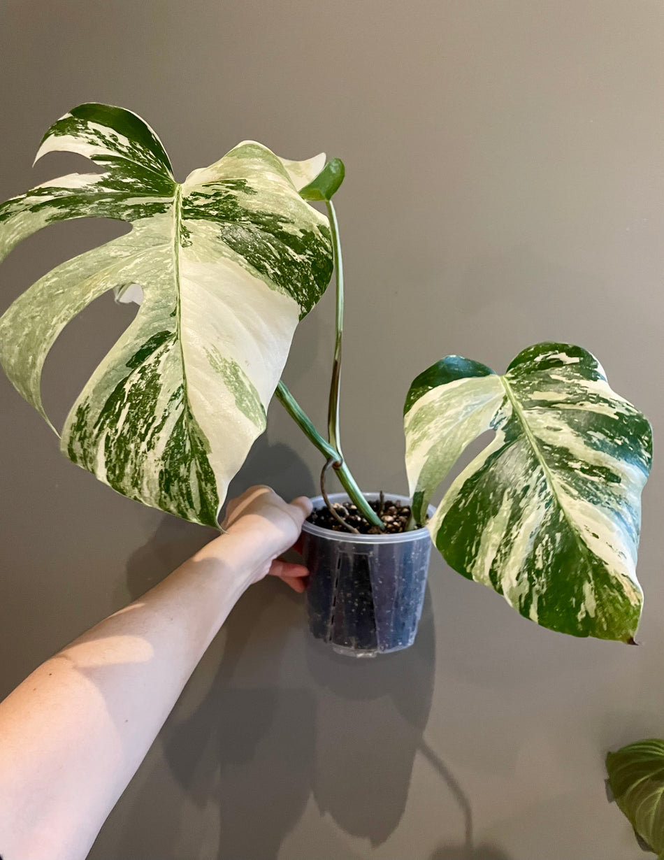 Monstera Albo