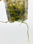 Philodendron Melanochrysum Var@BC Warehouse