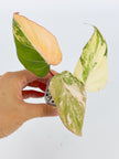Philodendron Gloriosum Tricolor@BC Warehouse