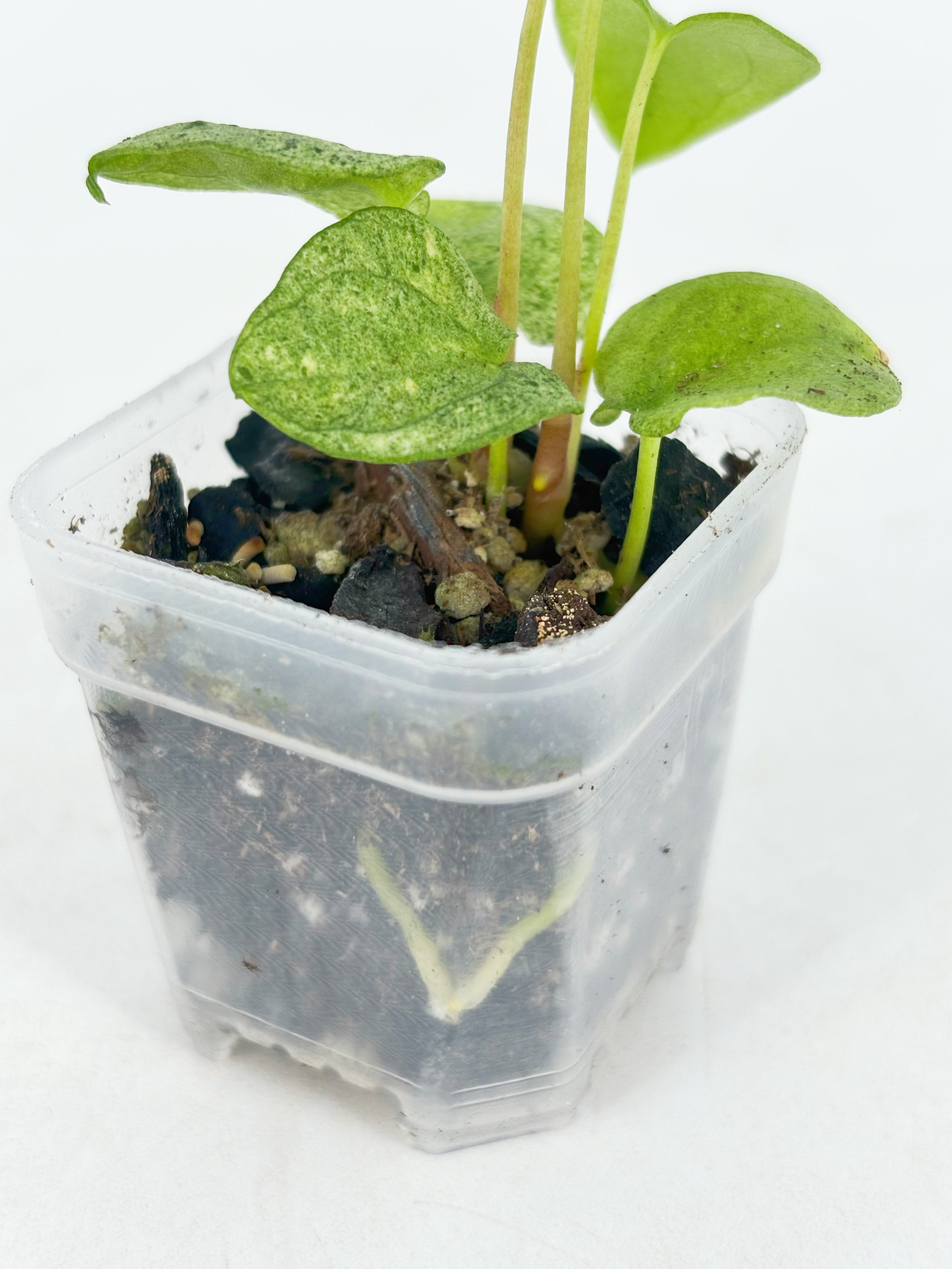 Anthurium Dark Phoenix Mint@BC Warehouse