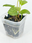 Anthurium Dark Phoenix Mint@BC Warehouse