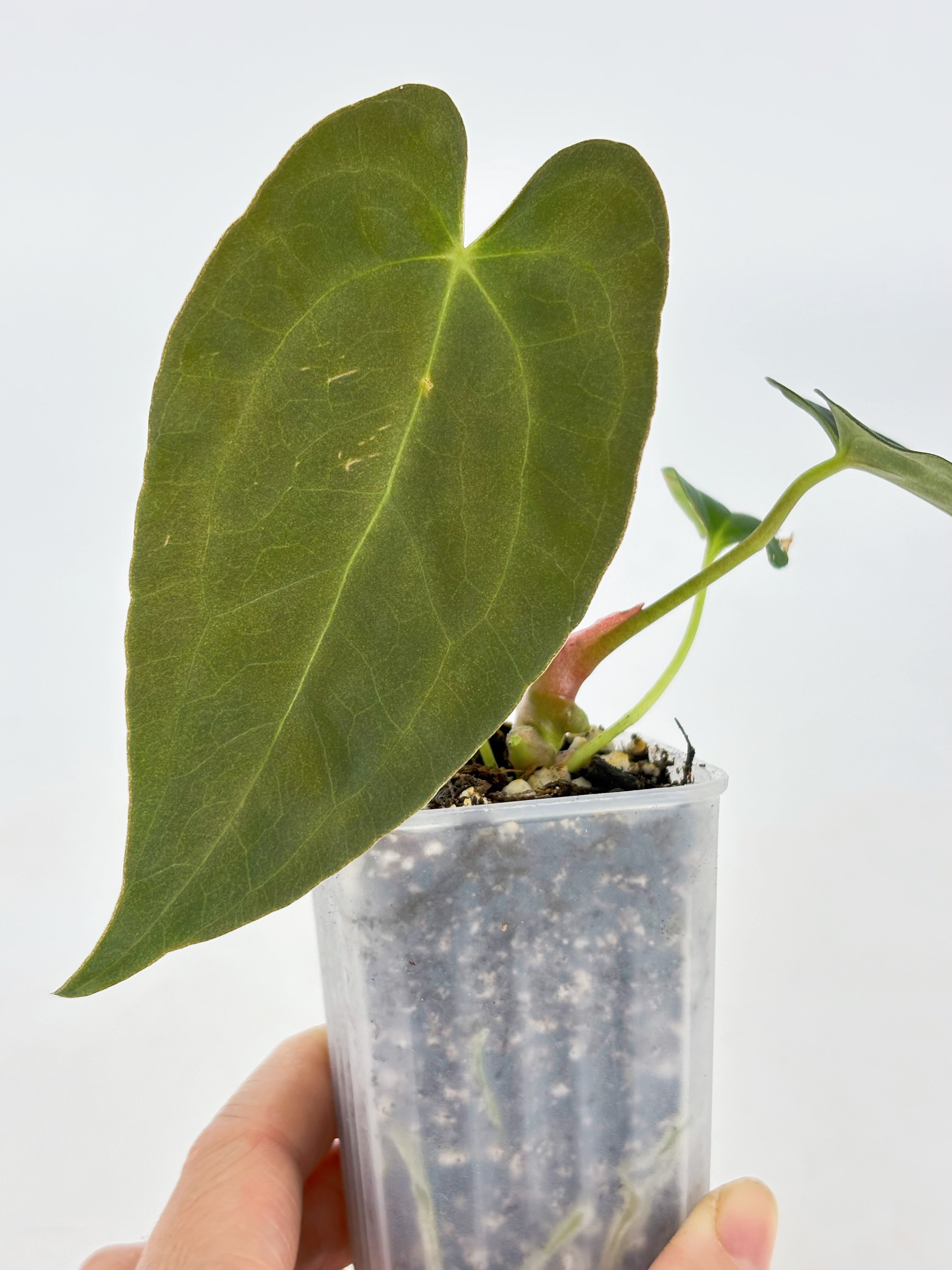 Anthurium Combo (Luxurian Self & Papi fsrl x Dark Forgetii)