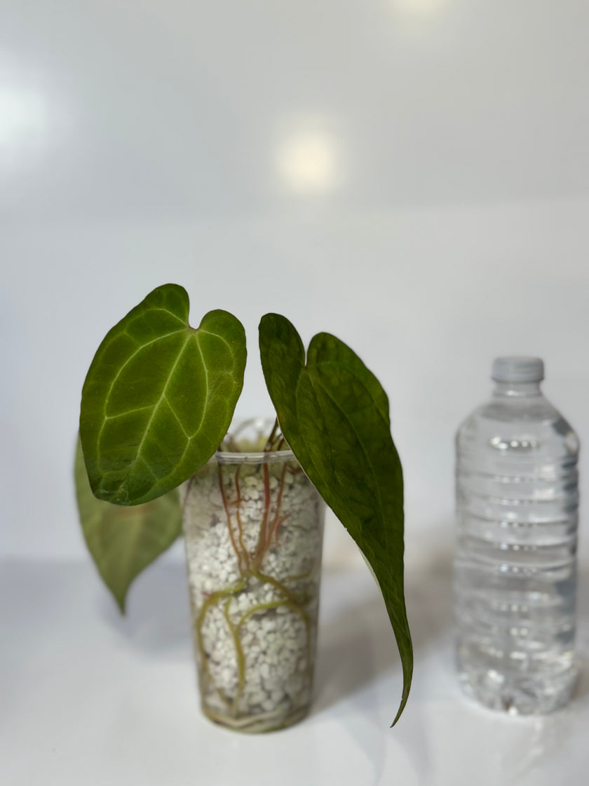 Anthurium Ace of Spades (Tezula dark form) x Warocqueanum