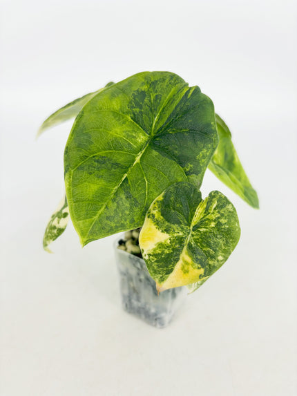 Alocasia Melo Aurea@BC Warehouse