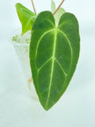 Anthurium Crystallinum