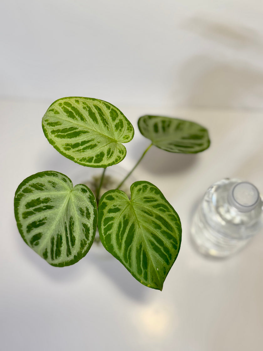 Anthurium Silver Brush XL