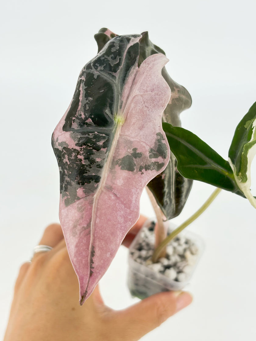 Alocasia Nobilis Pink K form@BC Warehouse