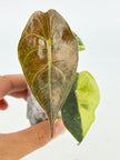 Alocasia Sedenii Aurea@BC Warehouse