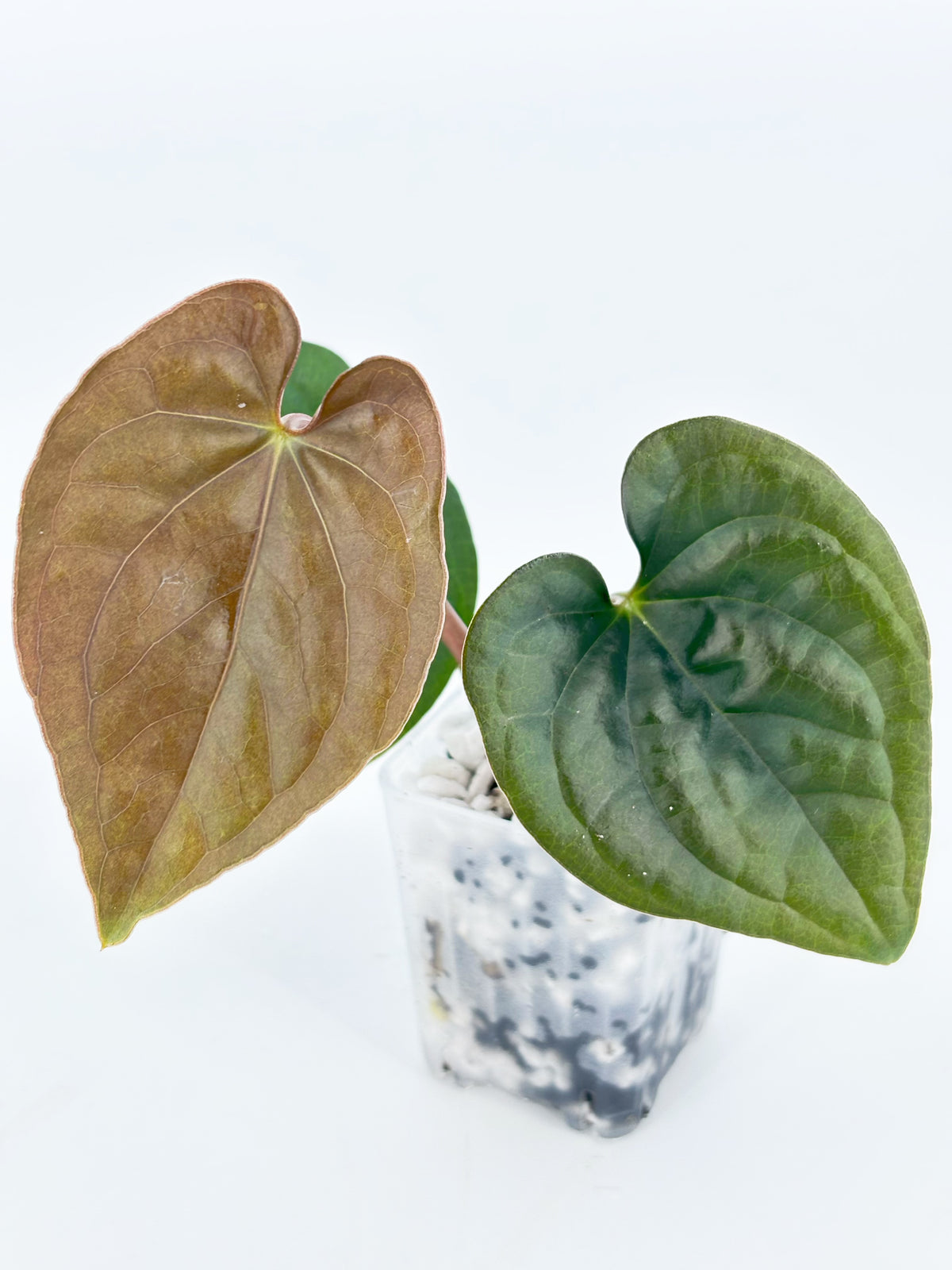 Anthurium Combo (Veitchii & Papi fsrl x Lux) @BC Warehouse
