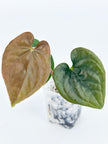 Anthurium Combo (Veitchii & Papi fsrl x Lux) @BC Warehouse