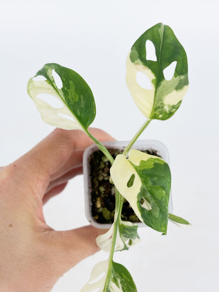 Monstera Adansonii Tricolor@BC Warehouse