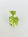 Monstera Legacy @BC Warehouse