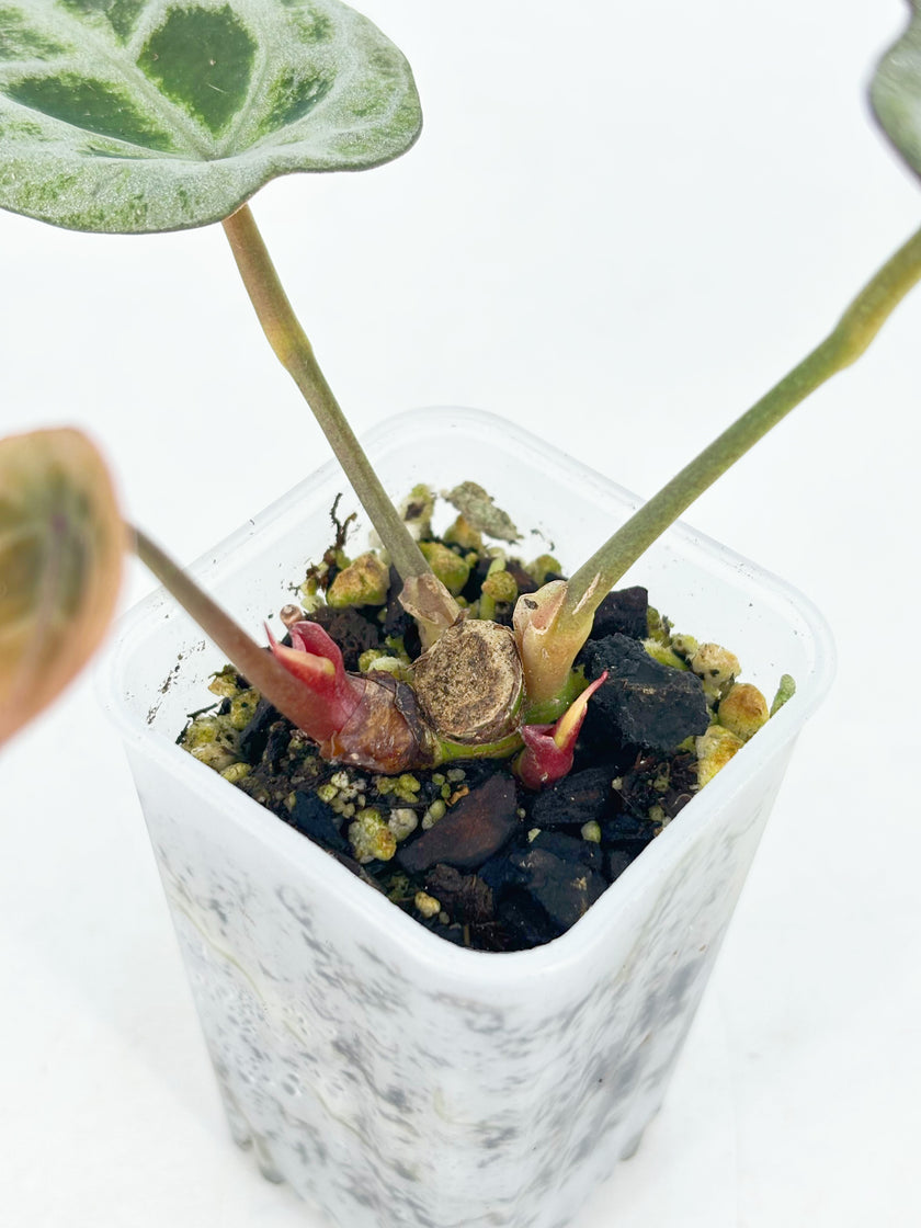 Anthurium Diamond Shield@BC Warehouse