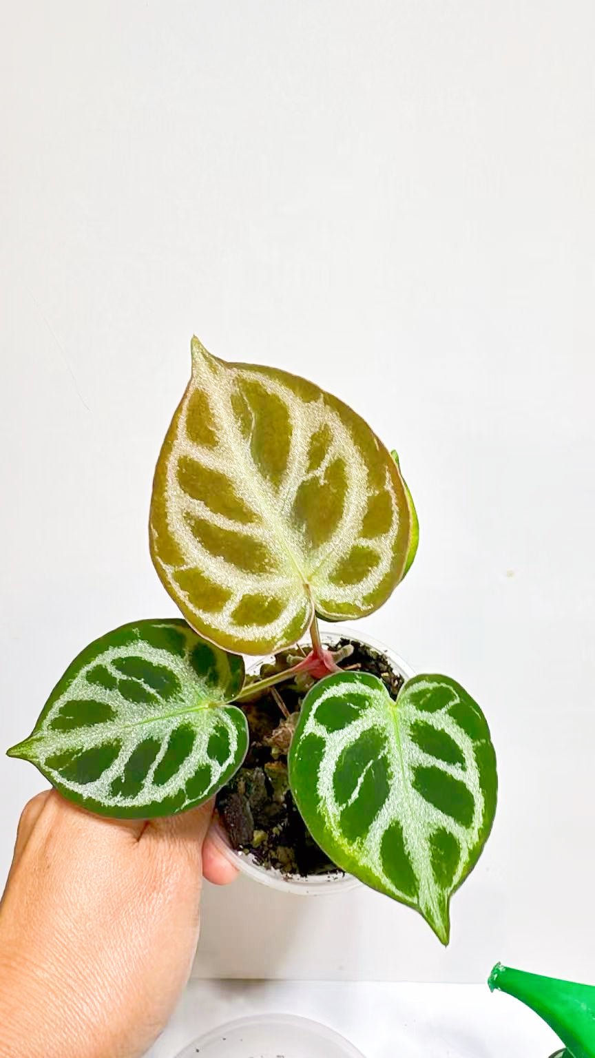 Anthurium Dorayaki Silver@Markham Warehouse