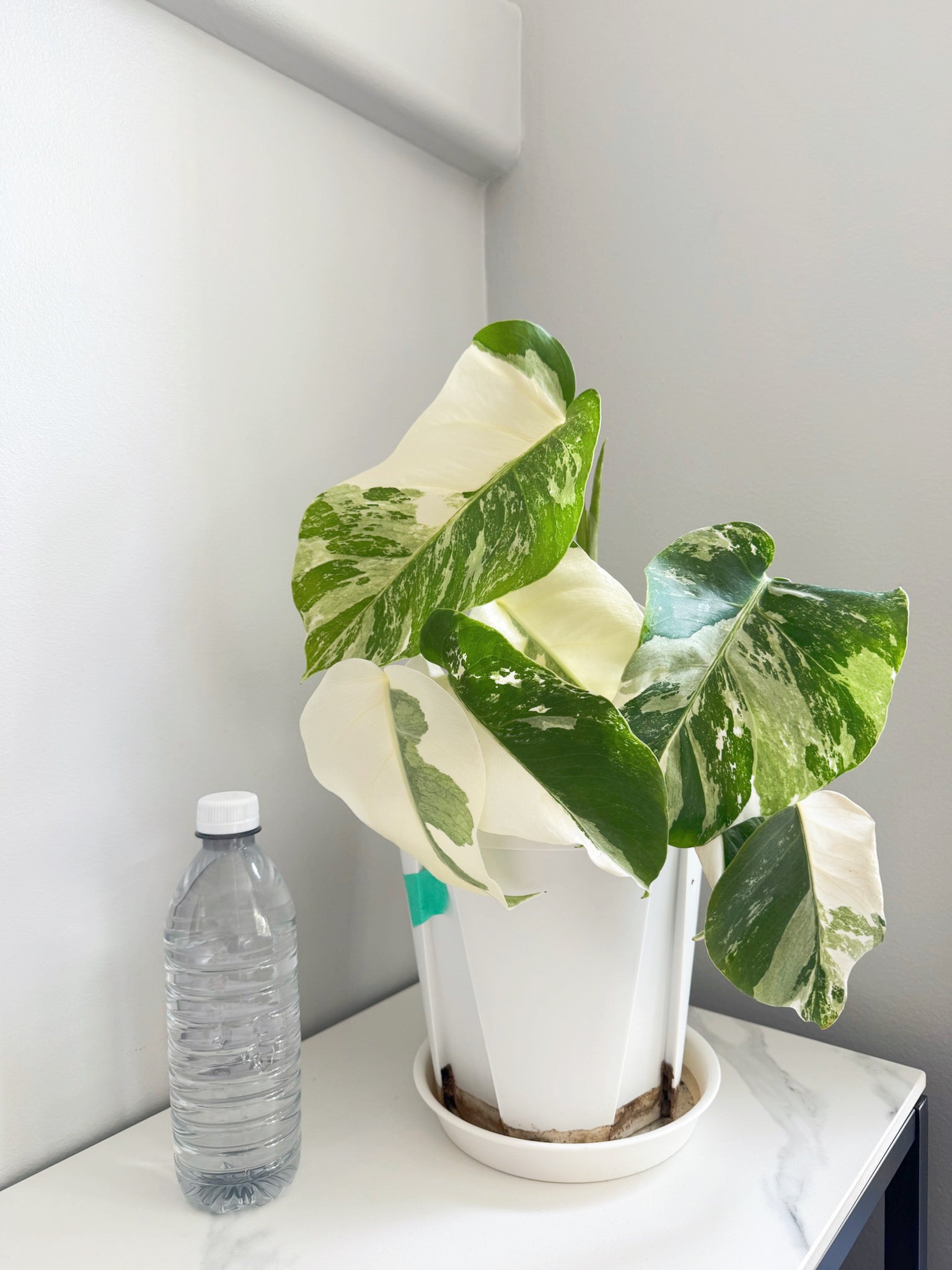 Monstera Albo -Japan *Pick up& GTA Delivery Only* @Markham Warehouse