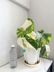 Monstera Albo -Japan *Pick up& GTA Delivery Only* @Markham Warehouse