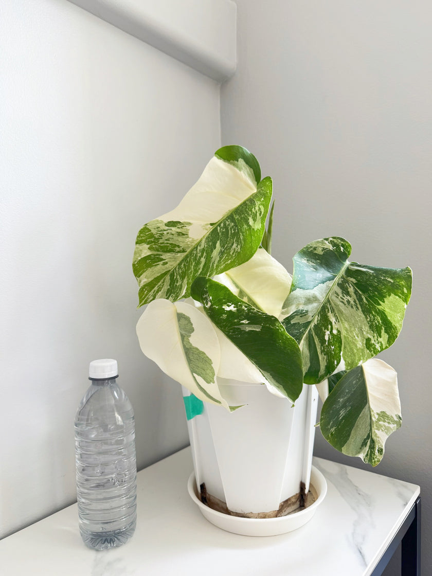 Monstera Albo -Japan *Pick up& GTA Delivery Only* @Markham Warehouse