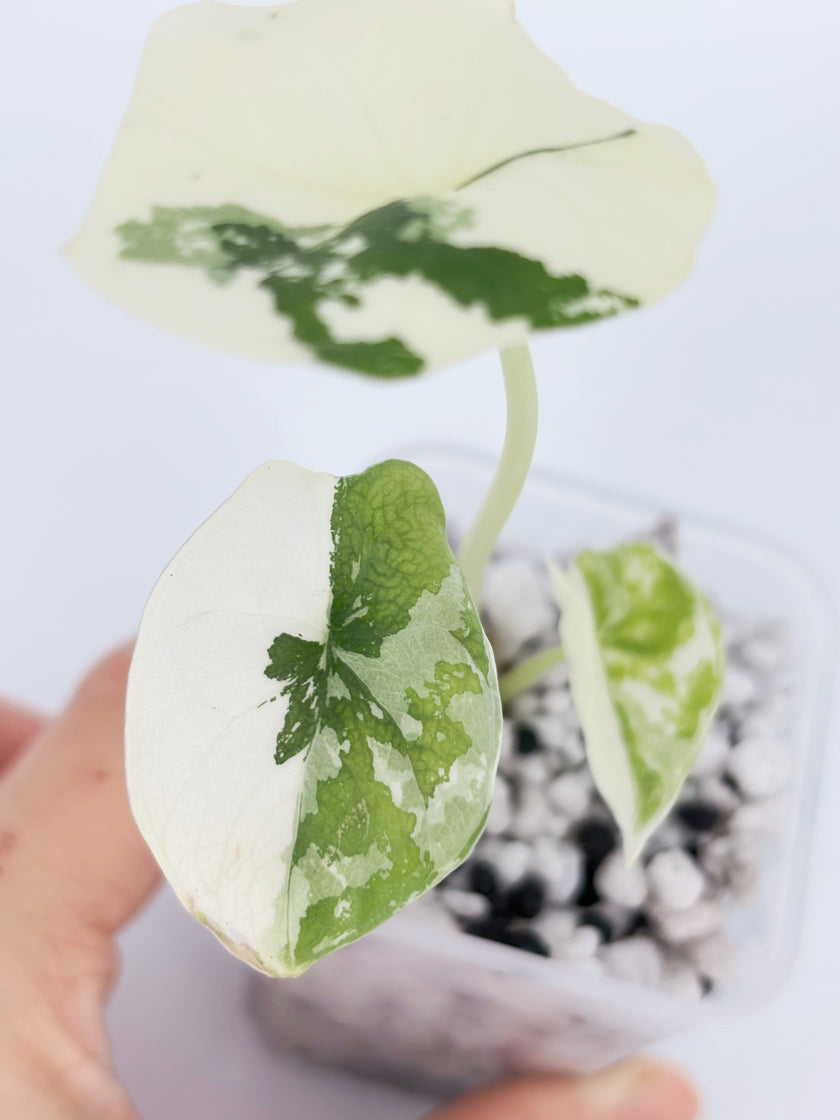 Alocasia Melo Albo -Premium Variegation