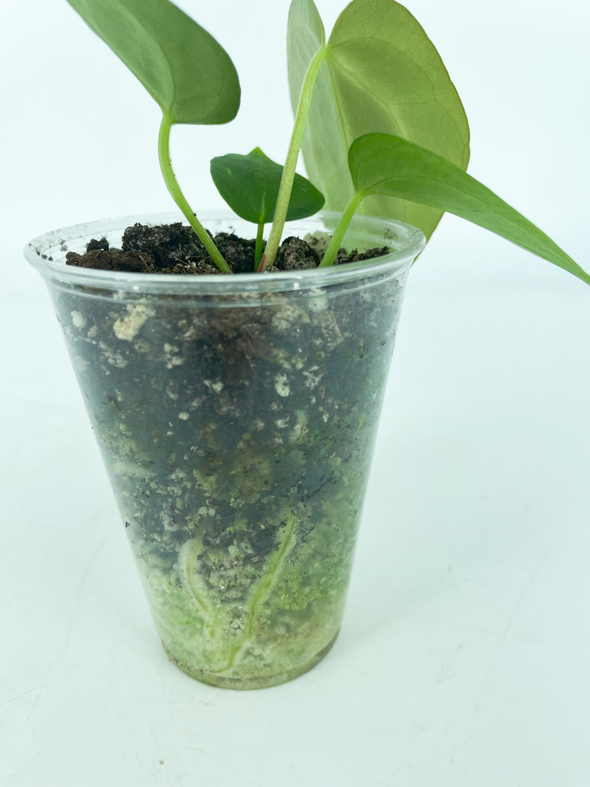 Anthurium Magnificum x Dark Forgetii (Multiple Available)