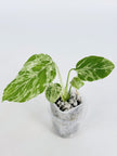Monstera Bulbasaur@BC Warehouse