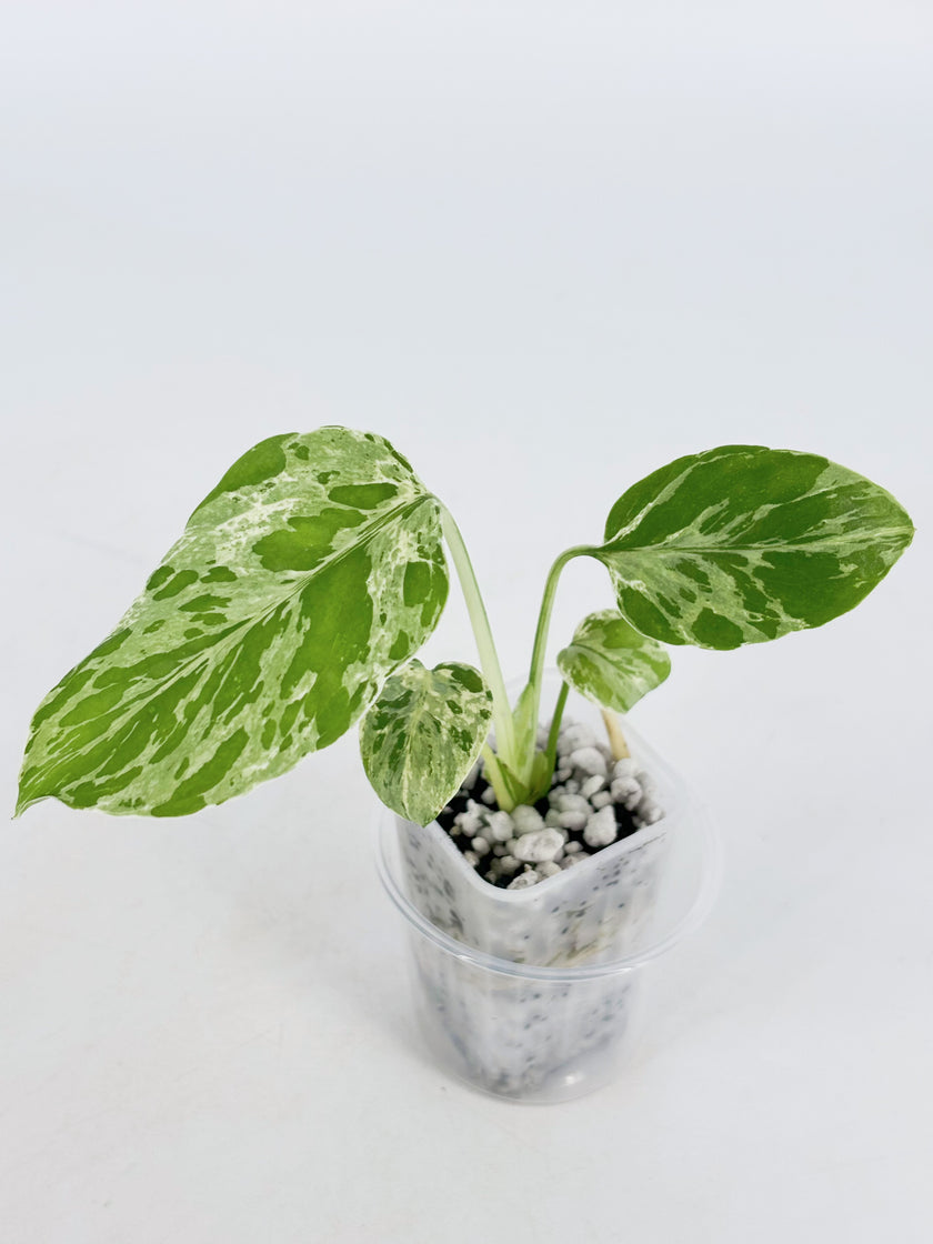 Monstera Bulbasaur@BC Warehouse
